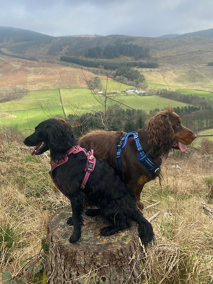 image2 - Copy (3).jpeg