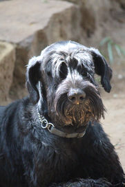 Mario - Le Roc Giant Schnauzer