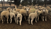 R Lot 18....10 Ooie met 10 lammers.jpeg