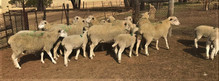 N LOT 14.... 10 Ooie met 10 lammers.jpeg