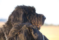 Zulu - Le Roc Giant Schnauzer