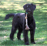 Brooke - Le Roc Giant Schnauzer
