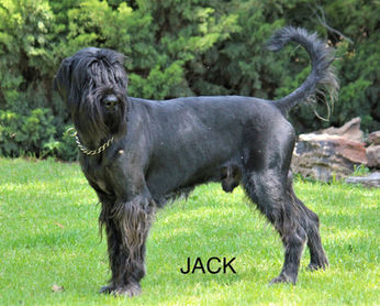 Jack - Le Roc Giant Shnauzer