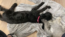 Shilo - Le Roc Giant Schnauzer