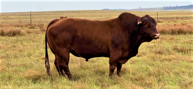 Thumbnail: MOONSTONE LR15400