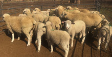M LOT 13...10 Ooie met 20 Lammers.jpeg