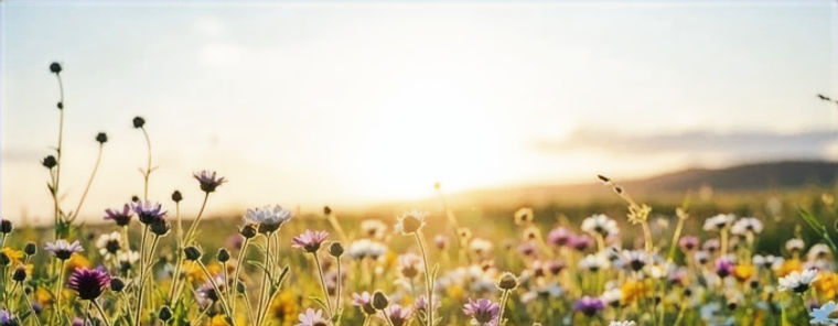 sunset-flower-dreams-stockcake_edited_edited.jpg