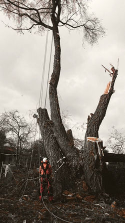 Seilklettertechnik am Baum