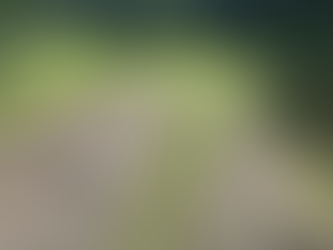 Dog Walks in Farningham Woods Nature Reserve.