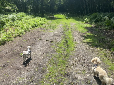 Dog Walks in Farningham Woods Nature Reserve.