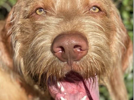 Best job in the world