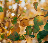 Herfst.jpg