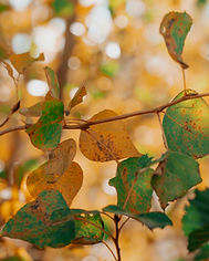 Herfst.jpg