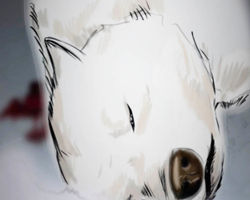 Ақ ана қасқыр