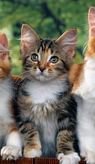 Rascador para gatos