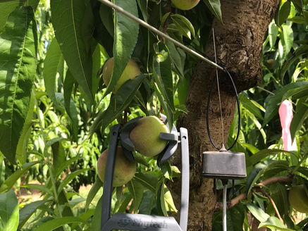 Embracing Stone Fruits: Adding Value and Flavor to Farming