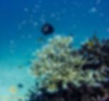 Great Barrier Reef - From Below 1