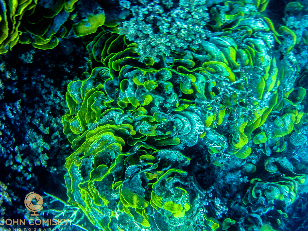 Underwater Abstract - 50 feet down on the Great Barrier Reef