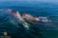 Mother and child connection - Gray Whales