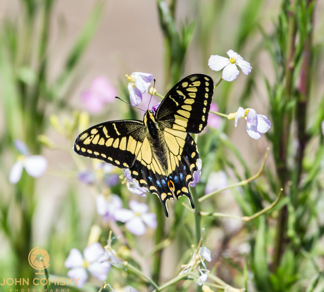 Insects - Swallowtail Butterfly - Napa