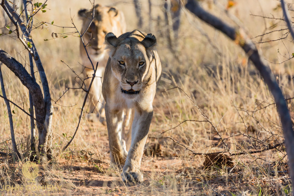 "The Hunt" - Africa Lion