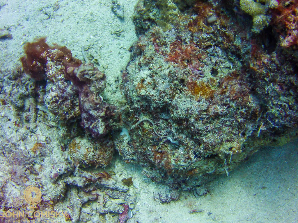 Great Barrier Reef - Stonefish