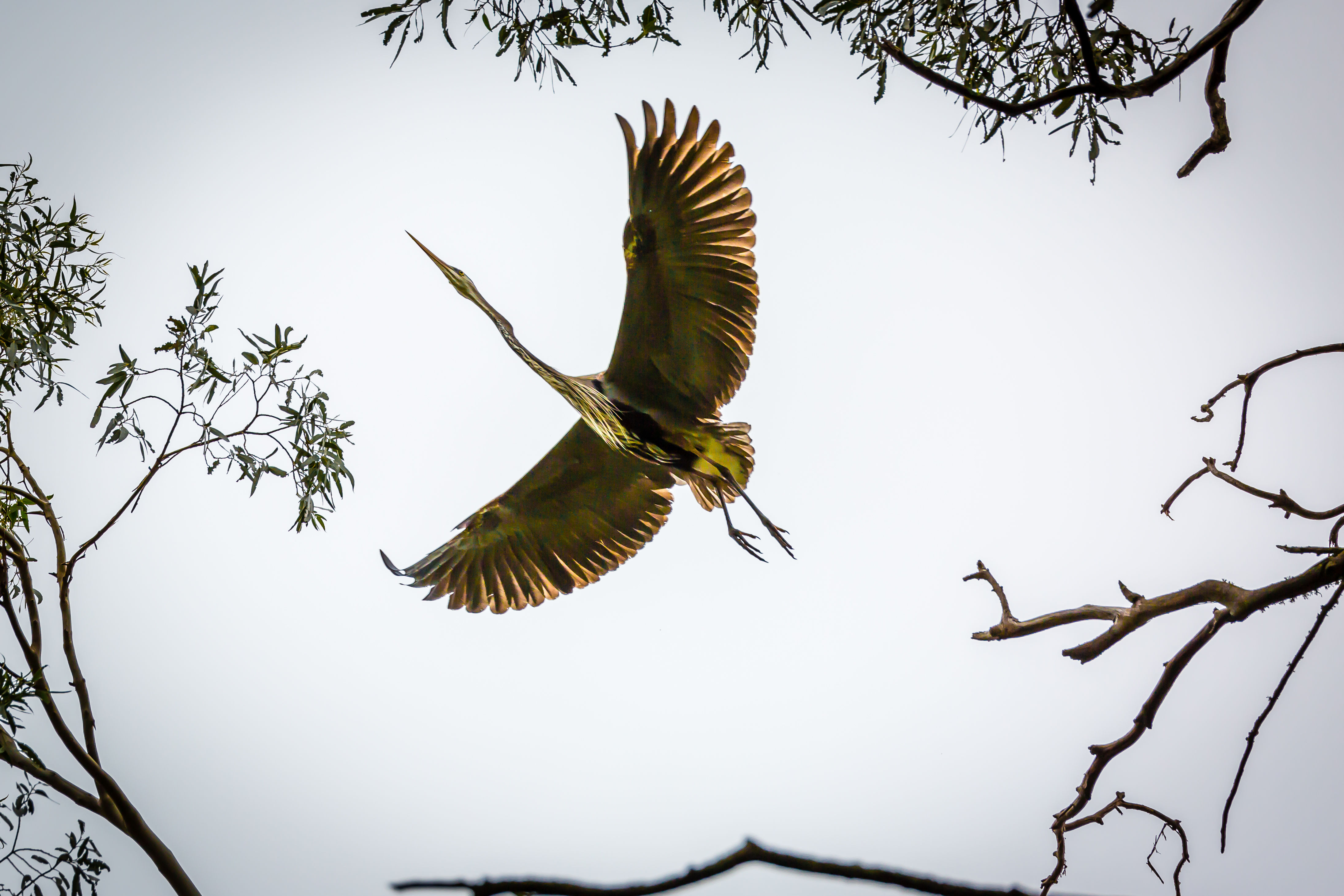"Approach" - Great Blue Heron