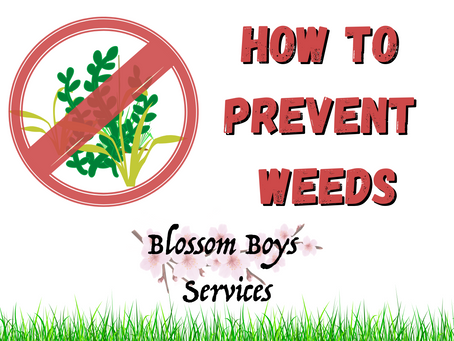 How to Prevent Weeds