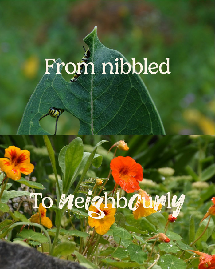 Let's Get Rewild: Butterfly Count