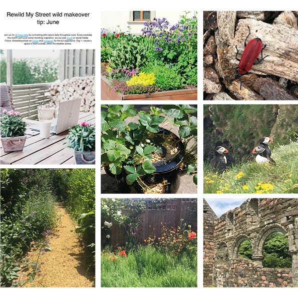 Rewild My Street: 30 Days Wild Day 16