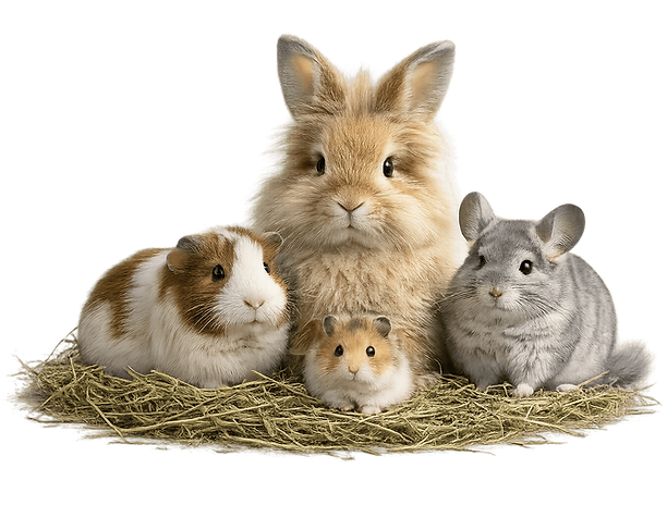 4 Animals - Compressed.png