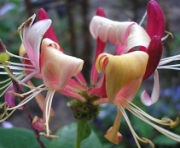 Жимолость «Каприфоль»