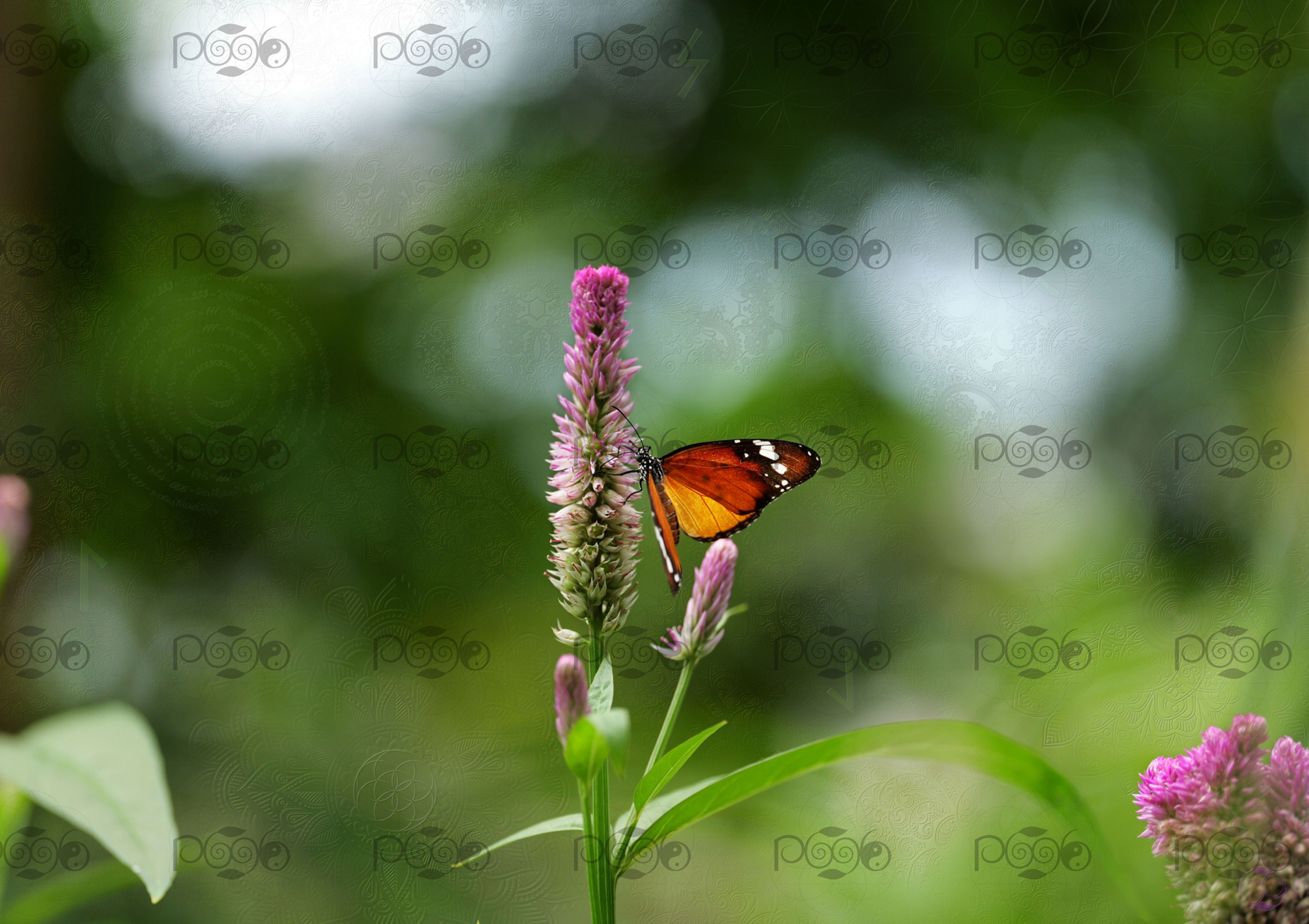 Die Ordnung des Werdens - Digital Fineart Edition (A1)