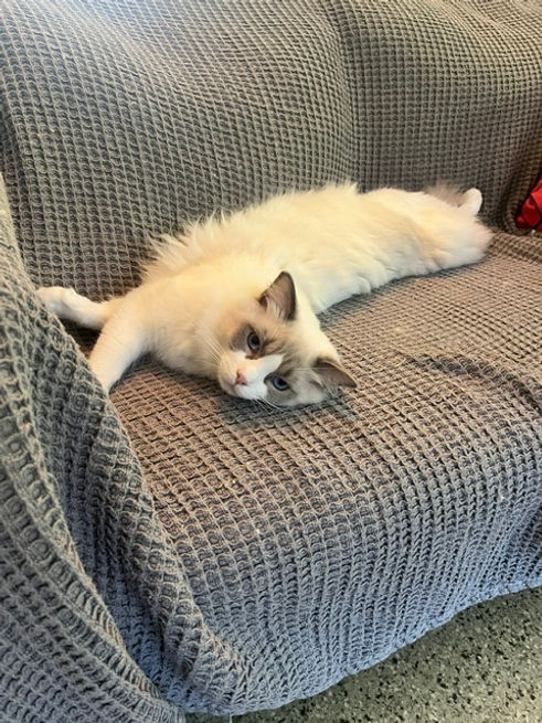 Timothy on couch.jpeg