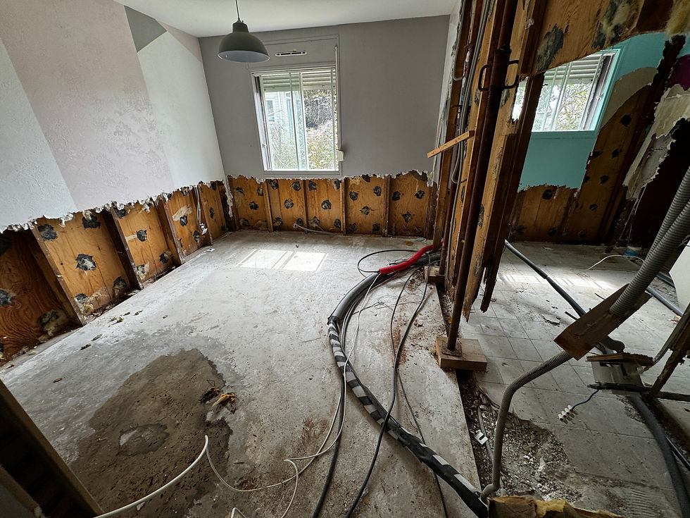 Sinistre mérule dans une maison à ossature bois – Secteur de Limoges