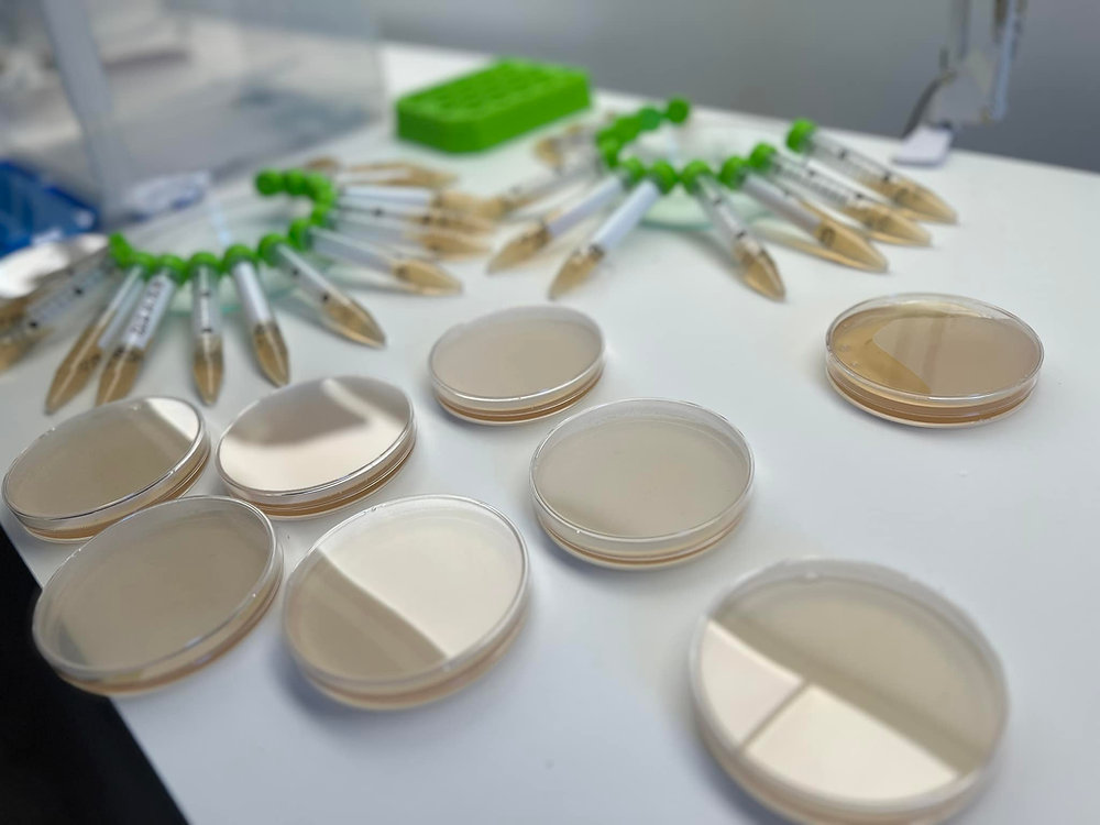 Laboratoire analyses champignons du batiment — free download