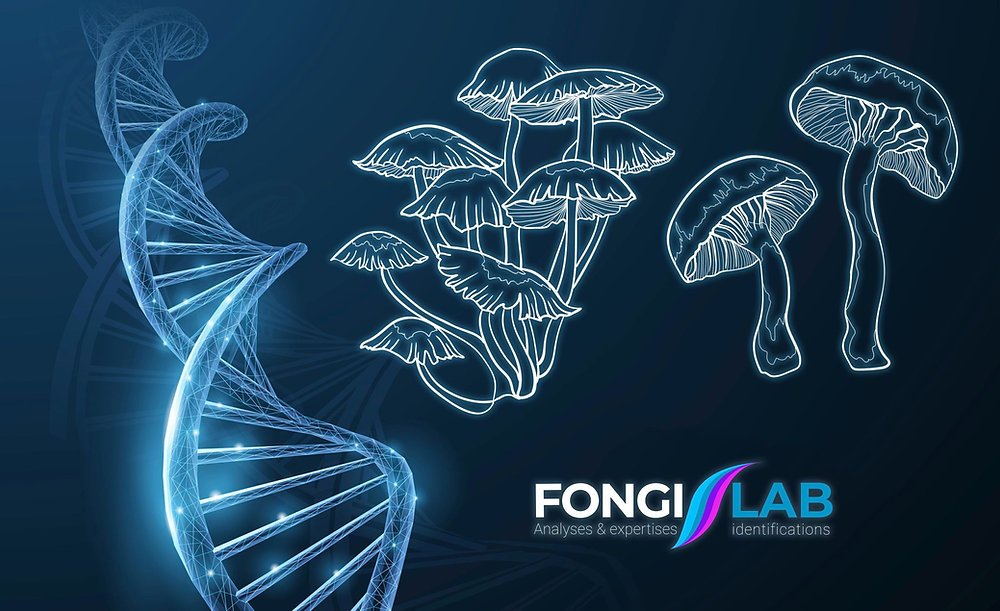 ADN et champignons... — free download
