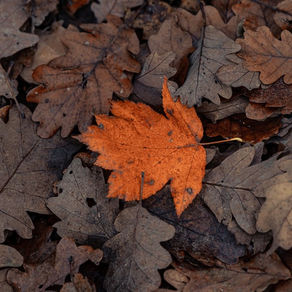 Routine ayurvedique pour s'équilibrer à l'automne (saison Vata)
