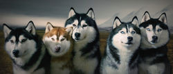 foto_doggi5