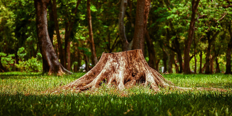 Tree Arborist Adelaide
