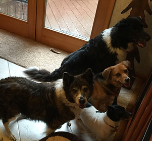 Carr Dogs 2015-09-29 14.48.34 copy.jpg