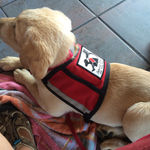 SDV Puppy "Carter" (c)2014