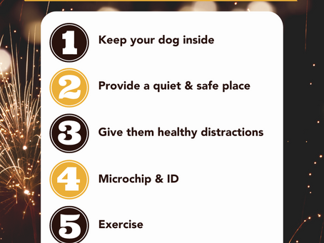 Welcome to Wild Pawspective - Happy New Year & Firework Tips