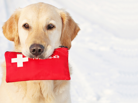 Why Pet First Aid is Crucial: A Quick Guide for Pet Owners