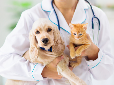 Responsible Pet Ownership: February and Year-Round