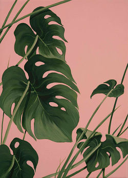 Pink monstera_5