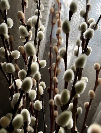 pussywillow pic_edited.jpg