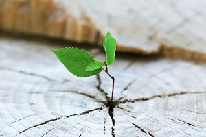 Beautiful seedling growing in the center trunk as a concept of new life.jpg