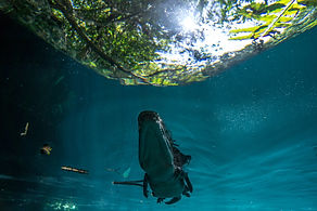 Crocs - Cenote angelita (6 sur 16).JPG