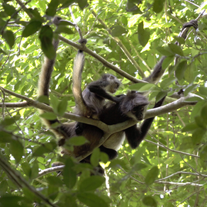 Into the jungle with biologist Cajum to encounter monkeys.